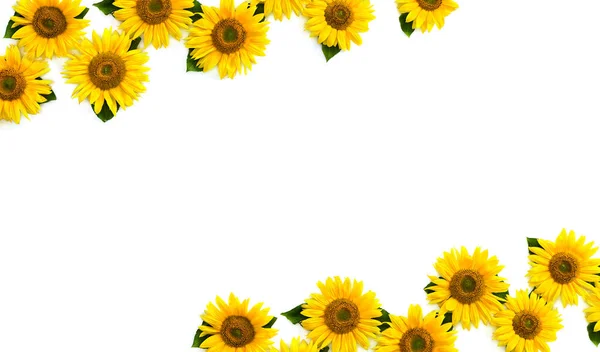 Rahmen Von Sonnenblumen Mit Blättern Auf Weißem Hintergrund Mit Platz — Stockfoto