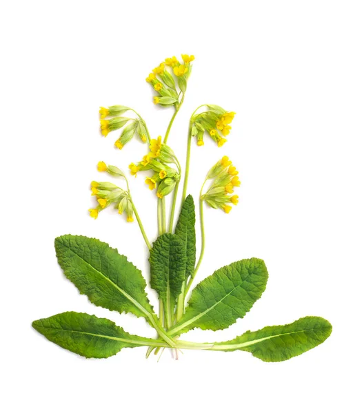 Flowers Leaves Primula Veris Common Names Common Cowslip Cowslip Petrella — Stock Photo, Image