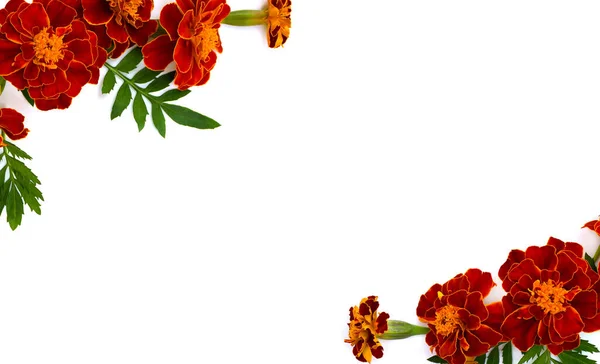 Caléndula Tagetes Flores Con Hojas Sobre Fondo Blanco Con Espacio — Foto de Stock