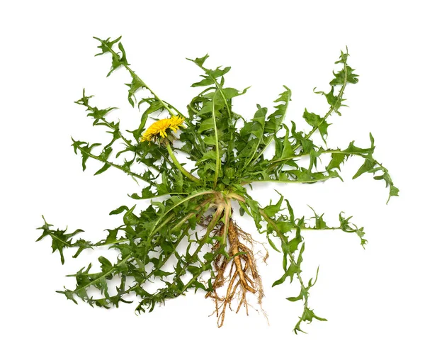 Dandelion Taraxacum Officinale White Background Medicinal Herb — Stock Photo, Image