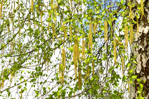 İlkbaharda ormanda çiçek açan kedilerle Birch Dalı (Betula pendula)