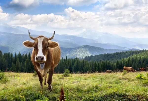 Vaches Sur Prairie Montagne Sur Fond Ciel Nuageux — Photo