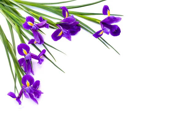 Bukett Violetta Irises Xiphium Bulbous Iris Iris Sibirica Vit Bakgrund — Stockfoto