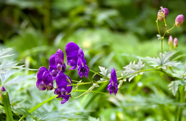 Violet Kék Virágok Aconitum Néven Ismert Aconite Szerzeteslábú Farkas Bane — Stock Fotó