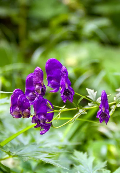 Violet Kék Virágok Aconitum Néven Ismert Aconite Szerzeteslábú Farkas Bane — Stock Fotó