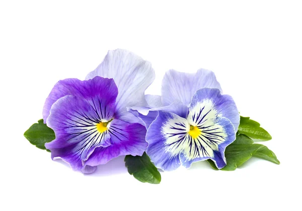 Pansies Viola Tricolor Var Hortensis Fundo Branco Com Espaço Para — Fotografia de Stock