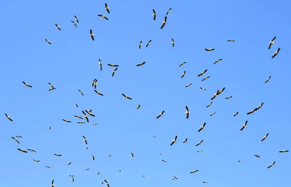Flock Migrating White Storks Ciconia Ciconia Flight Sky — Stock Photo, Image