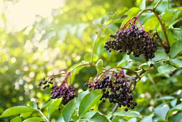 Meyveler bahçede güneş ışığında siyah mürver (Sambucus nigra). Ortak isimler: yaşlı, zenci, Avrupalı yaşlı