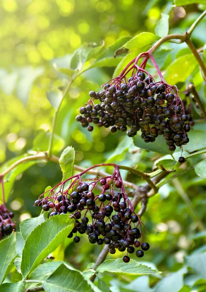 Clusters fruit black elderberry in garden in sun light (Sambucus nigra). Common names: elder, black elder, European elder
