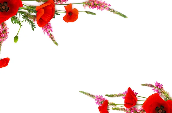 Quadro Papoulas Vermelhas Papaver Rhoeas Nomes Comuns Papoila Milho Rosa — Fotografia de Stock