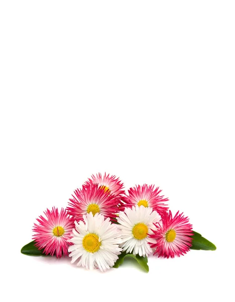 Bukett Rosa Marguerite Engelsk Tusensköna Bellis Perennis Vit Bakgrund Med — Stockfoto