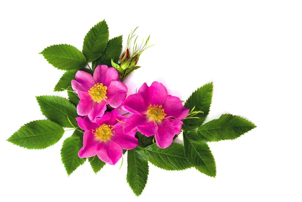 Blumen Hundsrose Rosa Canina Auf Weißem Hintergrund Mit Platz Für — Stockfoto