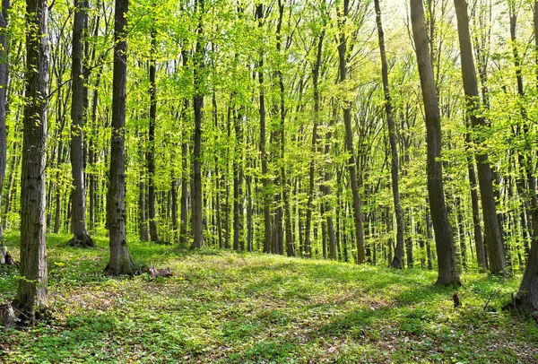 Paisaje Bosque Verde Primaveral Luz Del Sol Con Anémona Flor — Foto de Stock