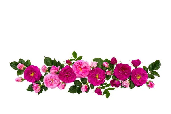 Rosas Rosadas Rosa Arbusto Sobre Fondo Blanco Con Espacio Para —  Fotos de Stock