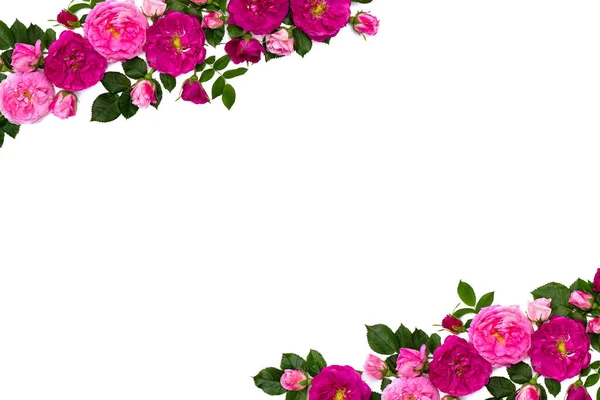 Marco Rosas Rosadas Rosa Arbusto Sobre Fondo Blanco Con Espacio —  Fotos de Stock