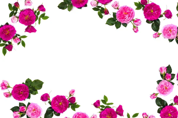 Marco Rosas Rosadas Rosa Arbusto Sobre Fondo Blanco Con Espacio — Foto de Stock