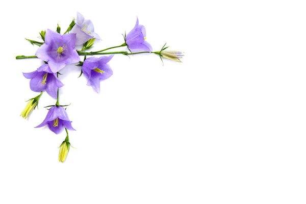 Violett Blå Blommor Campanula Persicifolia Persikofärgad Klockblomma Vit Bakgrund Med — Stockfoto