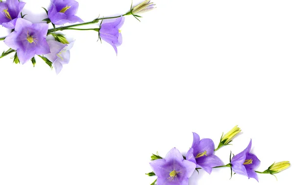 Violett Blå Blommor Campanula Persicifolia Persikofärgad Klockblomma Vit Bakgrund Med — Stockfoto