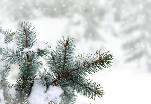 Branch Christmas Tree Cones Spruce Hoarfrost Snow Winter Fir Forest Royalty Free Stock Photos