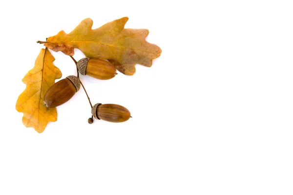Beautiful autumnal oak leaves and acorn on white background with space fo Beautiful Autumnal Oak Leaves Acorn White Background Space Text Oak Stock Picture