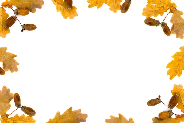 Beautiful autumnal frame of oak leaves and acorn on white background with space for text. Oak (Quercus robur. Commonly known: English oak — Stock Image Beautiful Autumnal Frame Oak Leaves Acorn White Background Space Text Stock Picture