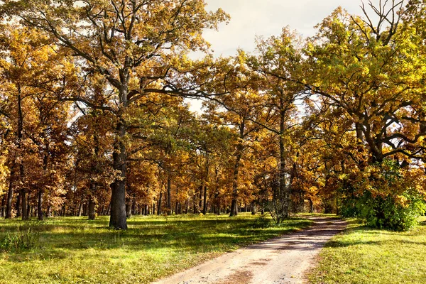 Path in autumnal oak forest. Oak ( Quercus robur. Commonly known: English oak) — Stock Image Path Autumnal Oak Forest Oak Quercus Robur Commonly Known English Royalty Free Stock Photos