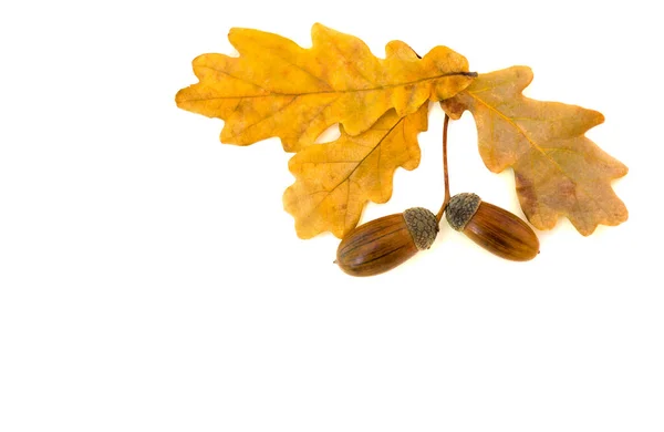 Beautiful autumnal oak leaves and acorn on white background with space for text. Oak (Quercus robur. Commonly known: English oak — Stock Image Beautiful Autumnal Oak Leaves Acorn White Background Space Text Oak Royalty Free Stock Images