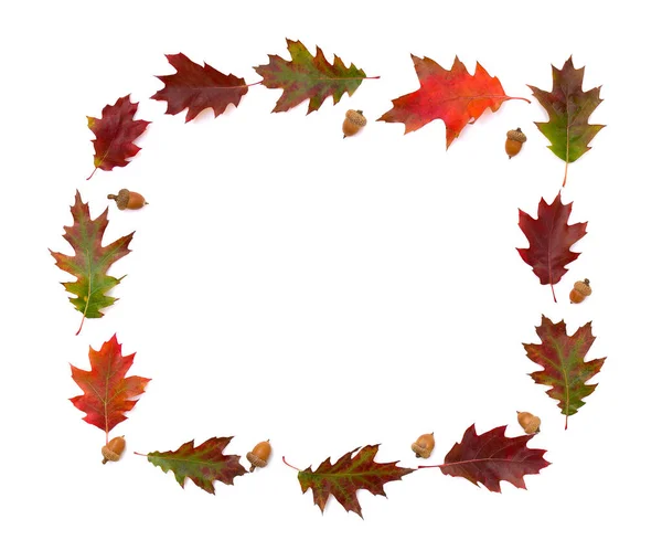Frame of beautiful autumnal oak leaves and acorn on white background with space for text. Quercus rubra, called northern red oak on white background with space for text. Top view, flat lay — Stock Image Frame Beautiful Autumnal Oak Leaves Acorn White Background Space Text Royalty Free Stock Images