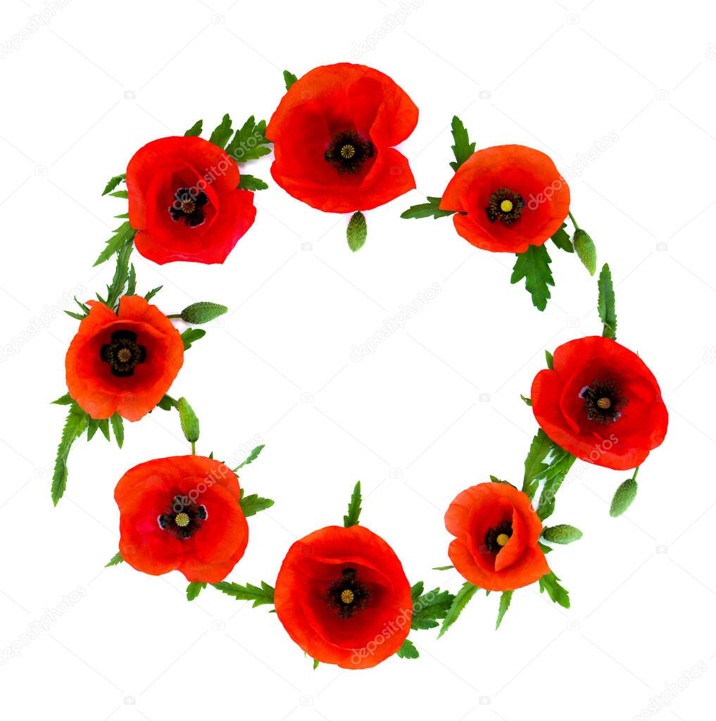 Wreath of red poppies ( common names: common poppy, corn poppy, corn rose, field poppy, Flanders poppy, red poppy, red weed ) on a white background with space for text. Top view, flat lay
