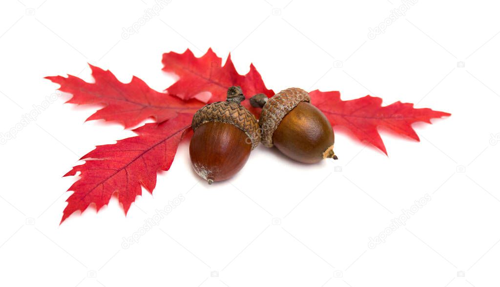 Beautiful autumnal oak leaves and acorn on white background with space for text. Quercus rubra, called northern red oak on white background with space for text