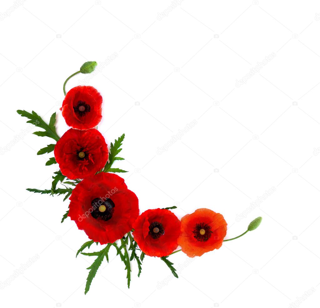 Red poppies, common poppy, corn poppy, corn rose, field poppy, Flanders poppy, red weed, coquelicot on white background with space for text. Top view, flat lay