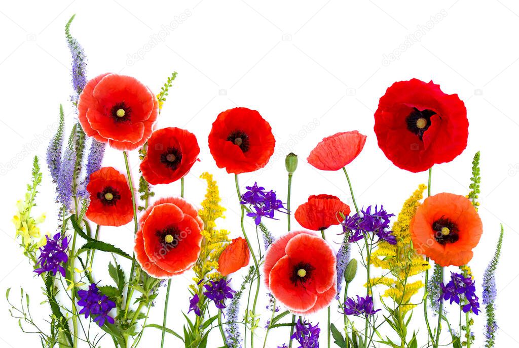 Wildflowers: red poppies (corn poppy, field poppy, coquelicot), Consolida, Veronica spicata, Ambrosia on a white background with space for text. Top view, flat lay