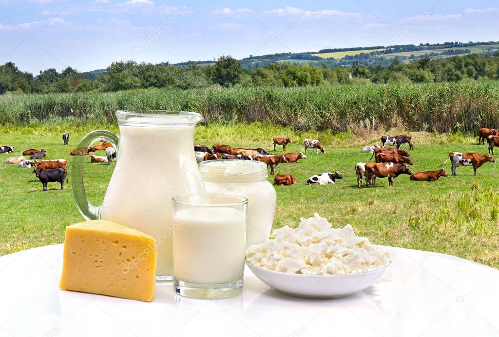Milk, sour cream, cheese and cottage cheese on white table on background of meadows with cows