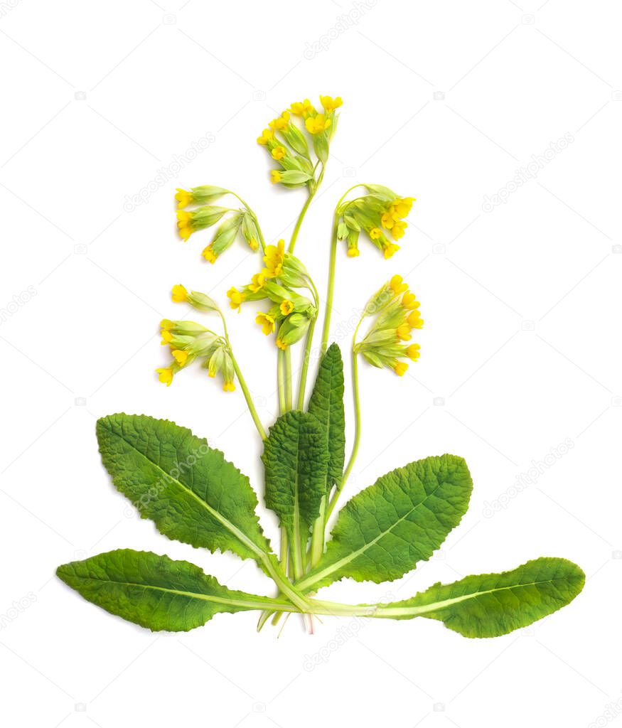 Flowers and leaves Primula veris ( common names: common cowslip, cowslip, petrella, herb peter, paigle, peggle, key flower ) on a white background