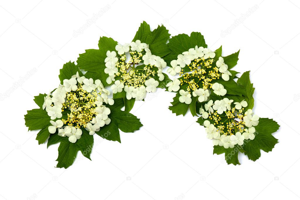 Flower and leaves Viburnum opulus (common names: guelder-rose, water elder, cramp bark, snowball tree and European cranberrybush) on a white background with space for text. Top view, flat lay