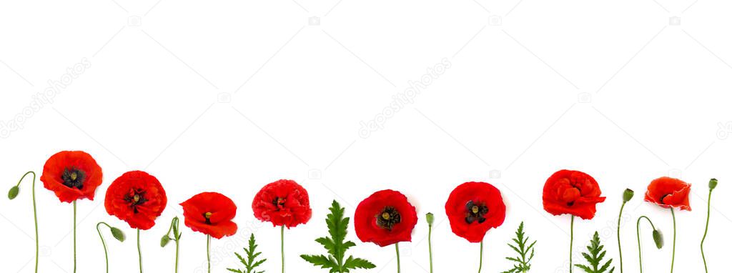 Red poppies (Papaver rhoeas) common names: corn poppy, corn rose, field poppy, Flanders poppy, red weed, coquelicot, headwark) on white background. Top view, flat lay