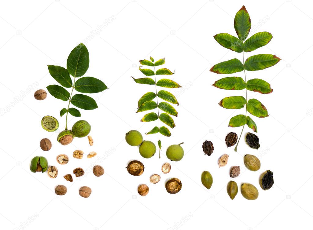 Leaves and fruit species of walnut family: Juglans regia (Persian, English walnut, common walnut), Juglans (eastern black) on white background. Top view, flat lay