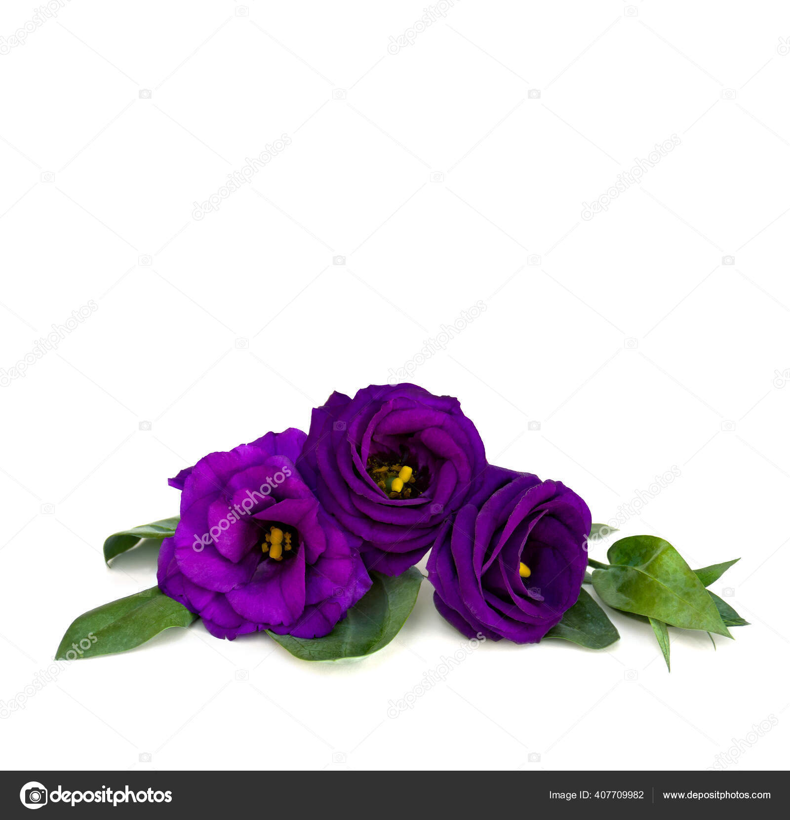 Violet Flowers Eustoma Common Names Texas Bluebells Bluebell Lisianthus Prairie Stock Photo By C Anastasiia Malinich 407709982