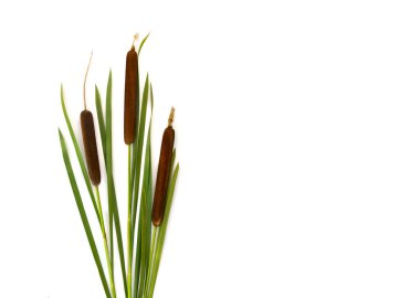 Beyaz bir arka plan üzerinde çiçek açan dikenler ve yapraklar bulrush (Typha, veya reedspace, cattail, punks, corn dog grass, cumbungi), yazı için alan. Üst manzara, düz uzanma