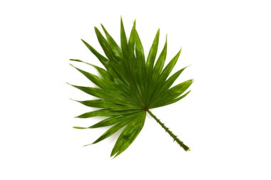 Beyaz arka planda tropikal yaprak palmiyesi (Livistona rotundifolia). Üst manzara, düz uzanma