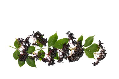 Meyveli siyah mürver (Sambucus nigra) ve beyaz arkaplanda yazı için boşluk bırakan yapraklar. Üst manzara, düz yatış. Genel isimler: yaşlı, siyah yaşlı, Avrupalı
