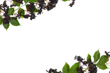 Clusters fruit black elderberry (Sambucus nigra) and leaves on a white background with space for text. Common names: elder, black elder clipart