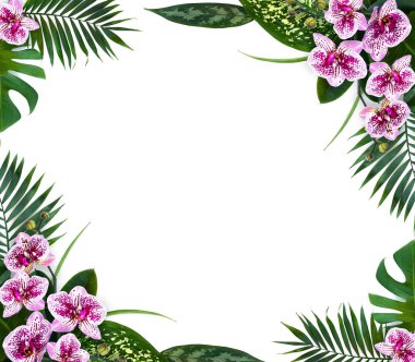 Tropikal palmiye ağaçları, canavarlar, dieffenbachia ve pembe çiçekli güve orkideli incir ağacının çerçevesi beyaz arkaplanlı ve yazı için yeri olan. Üst manzara, düz uzanma