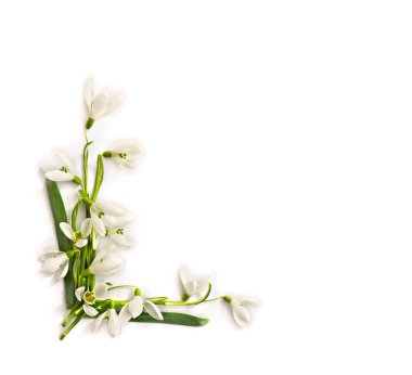 Beyaz arka planda Galanthus Nivalis 'in beyaz kar damlaları ve yazı için yeri var. Üst manzara, düz uzanma