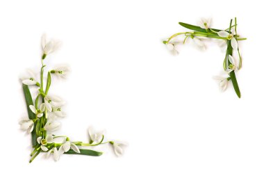 Beyaz arka planda Galanthus Nivalis 'in güzel beyaz kar damlaları çerçevesi ve metin için boşluk. Üst manzara, düz uzanma