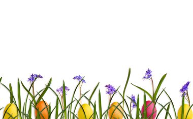 Paskalya süsü. Güzel mavi çiçekler, Scilla Siberica, çimenler ve renkli paskalya yumurtaları beyaz arka planda, yazı için yer var. Üst manzara, düz uzanma