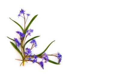 Beyaz bir zemin üzerinde beyaz bir arka plan üzerinde güzel kar damlaları olan Scilla Siberica (Sibirya Squill veya ahşap Squill). Üst manzara, düz uzanma