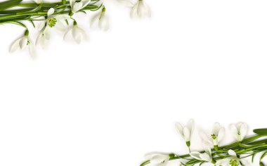 Beyaz zemin üzerinde beyaz kar damlaları (Galanthus nivalis) çerçevesi ve metin için boşluk. Üst manzara, düz uzanma