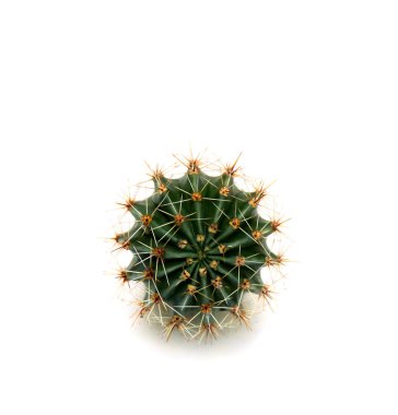 Kaktüs Echinopsis (kirpi kaktüsü, deniz kestanesi kaktüsü veya Paskalya zambağı kaktüsü olarak da bilinir) beyaz arka planda bulunur.