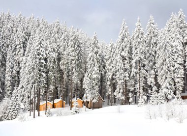 Kış manzarası köknar ormanında, karlı küçük ahşap evlerde..